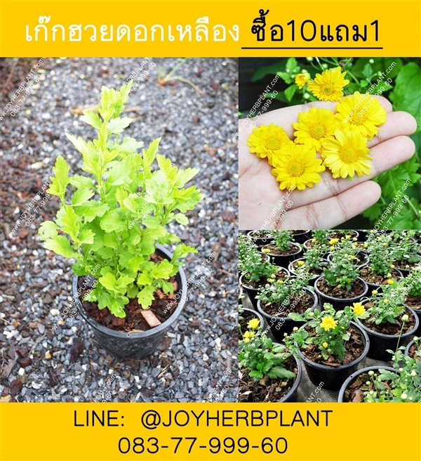 ต้นเก๊กฮวย | ร้านจอยต้นสมุนไพร - หนองแขม กรุงเทพมหานคร