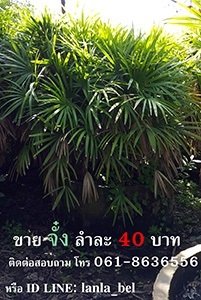 จั๋ง | ร้านต้นไม้ลันนา - กระทุ่มแบน สมุทรสาคร