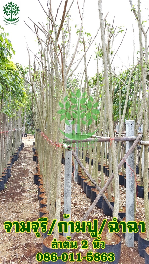 ขายต้นจามจุรี ลำต้น2นิ้ว สูง2.5-3เมตร ราคาถูก | จริงใจไม้มงคล แอนด์ แลนด์สเคป - ลำลูกกา ปทุมธานี