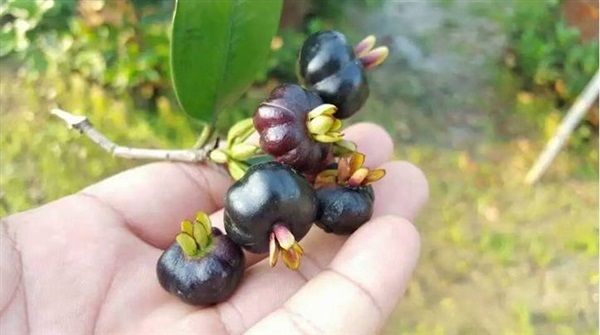 Eugenia brasiliensis : Grumichama | MAomblooms - แม่เมาะ ลำปาง