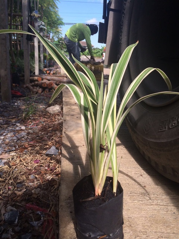 กำแพงเงิน Dianella | สวนโอ๋ไม้ประดับ คลอง6 - ลำลูกกา ปทุมธานี