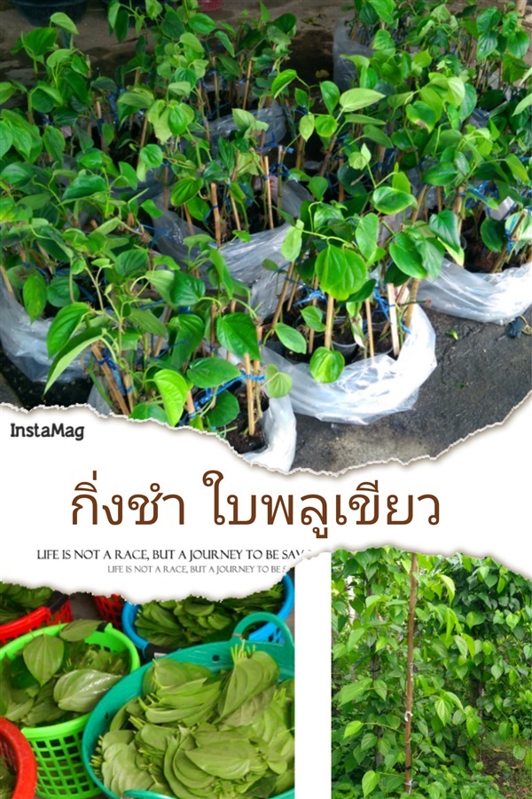 กิ่งชำพลูเขียว | สวนพลูบ้านโป่ง - บ้านโป่ง ราชบุรี