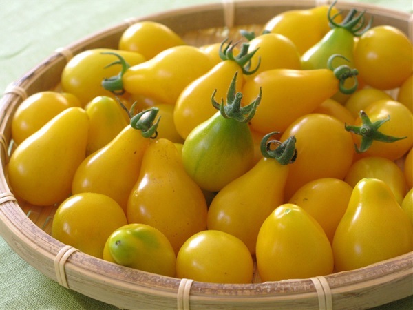 มะเขือเทศลูกแพร์ สีเหลือง  yellow pear tomato | ไม้ดอกออนไลน์ - บางใหญ่ นนทบุรี