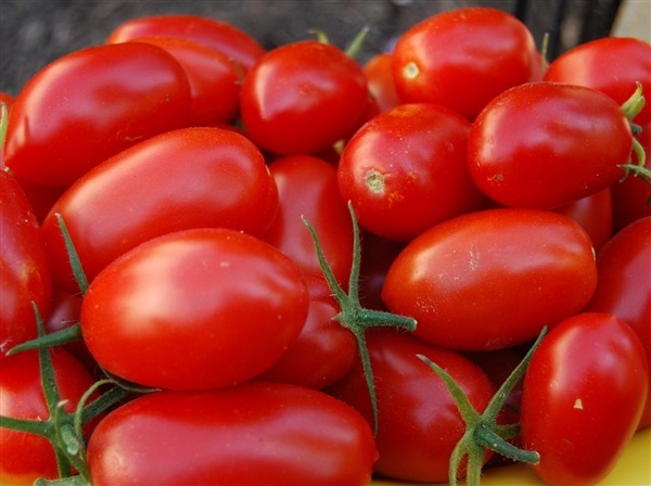 มะเขือเทศโรม่า Roma tomato