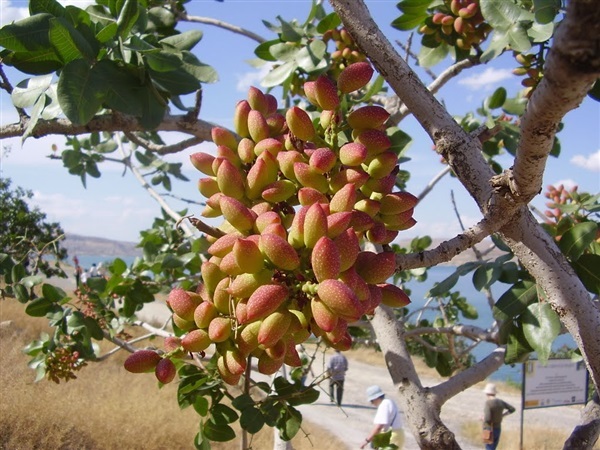 ถั่วกาเซียนเท็ป พิสทาชิโอ Gaziantep Pistachio | ไม้ดอกออนไลน์ - บางใหญ่ นนทบุรี