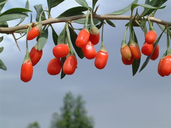 โกจิเบอรี่ หิมาลายัน  Goji berry Himalayan Tibetian 