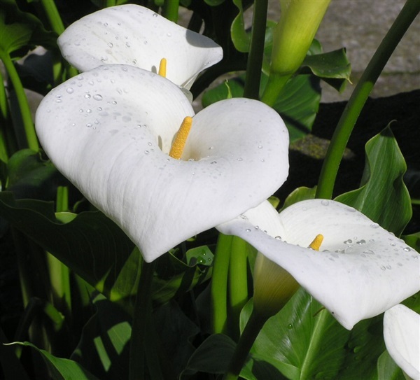 ดอกไวด์ คอลล่า wild colla  WATER ARUM (water dargon) | ไม้ดอกออนไลน์ - บางใหญ่ นนทบุรี