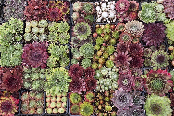 กุหลาบหิน Sempervivum Mixed