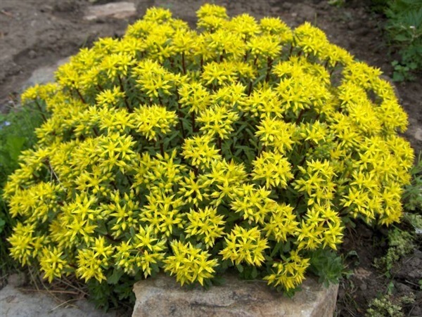 กุหลาบหิน โกลด์เด้นท์ คาแพด  Golden carpet sedum