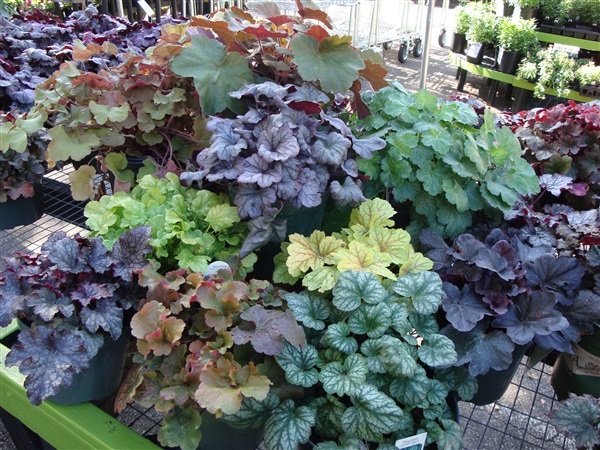 คอรอล เบลล์ คละแบบคละสี  CORAL BELLS HEUCHERA | ไม้ดอกออนไลน์ - บางใหญ่ นนทบุรี