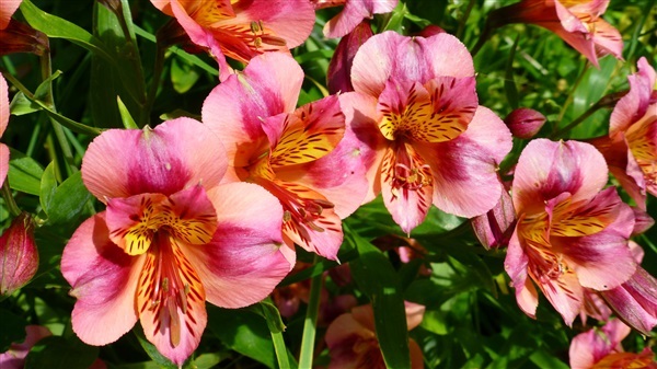 ดอกอัลสโตรมีเรีย คละสี Alstroemeria Mixed