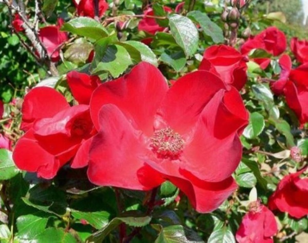 กุหลาบเลื้อยเจแปนนิส เรด โรส  JAPANESE RED ROSE | ไม้ดอกออนไลน์ - บางใหญ่ นนทบุรี