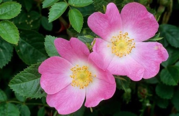 เมล็ดกุหลาบเลื้อย สีชมพู Pink DOG BRIER ROSE 