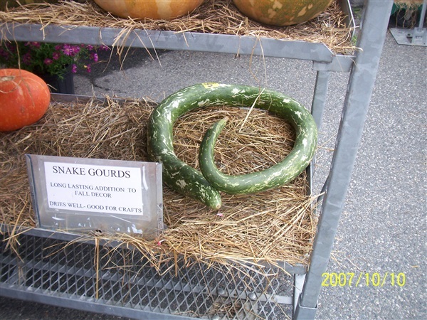 น้ำเต้างู Snake Gourd | ไม้ดอกออนไลน์ - บางใหญ่ นนทบุรี