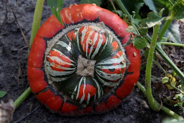 ฟักทองผ้าโพกหัว เติร์ก  American TURKS TURBAN SQUASH GOURD