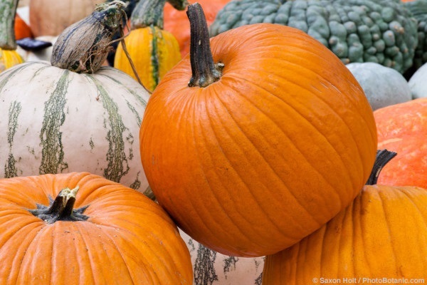 ฟักทองคอนแนคติคัส ฟิลด์ CONNECTICUT FIELD PUMPKIN | ไม้ดอกออนไลน์ - บางใหญ่ นนทบุรี