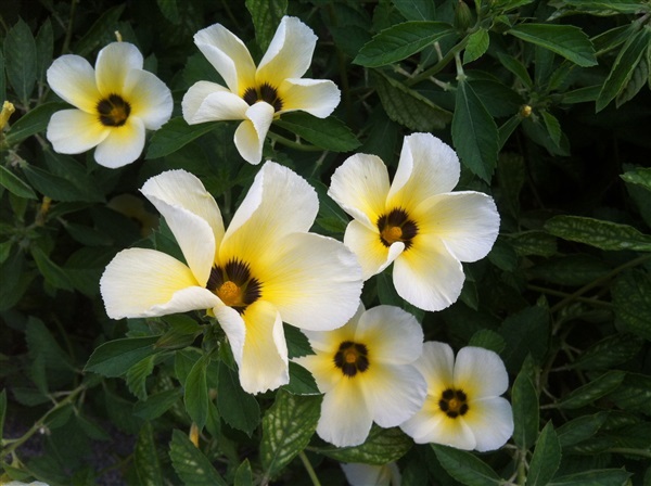 ดอกบานเช้า สีขาว  | ไม้ดอกออนไลน์ - บางใหญ่ นนทบุรี