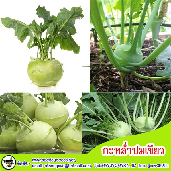 กะหล่ำปมเขียว | seedsuccess (ซีดซักเซส) - เขื่องใน อุบลราชธานี