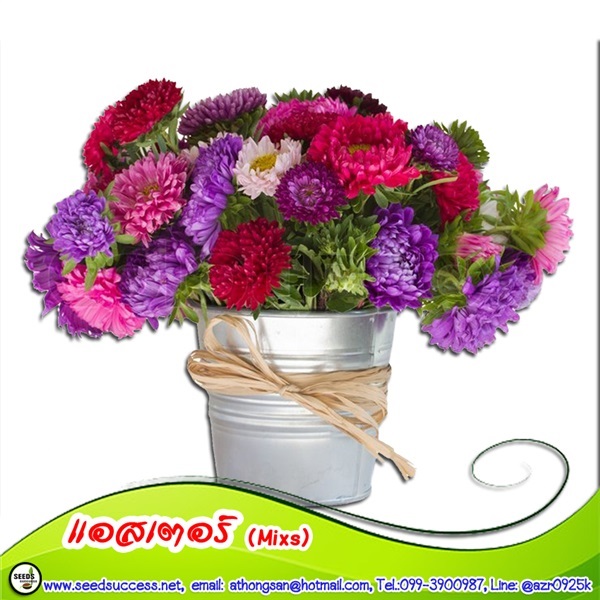 ดอกแอสเตอร์ คละสี (Aster Mixs)