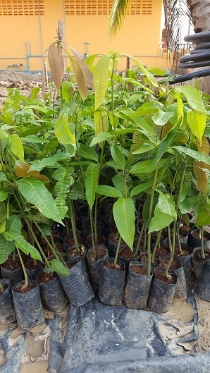 ต้นมะม่วงแก้วเพาะเมล็ด สำหรับทาบกิ่ง | Home fig garden - บางใหญ่ นนทบุรี