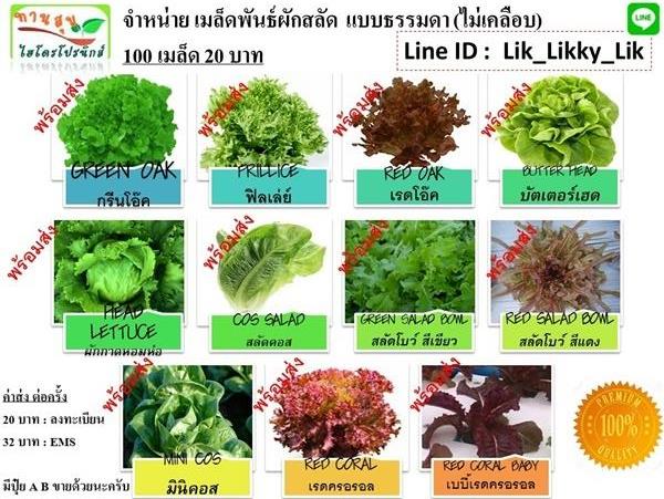 เมล็ดพันธ์ผักสลัด 100 เมล็ด 20 บาท