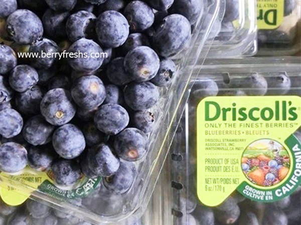 บลูเบอรี่อเมริกา blueberry ยี่ห้อDriscolls ขนาดแพ็ค 170กรัม  | mixberry - คันนายาว กรุงเทพมหานคร