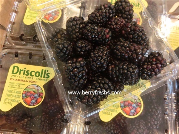 แบล็คเบอรี่ blackberry Driscolls ขนาดแพ็ค 170กรัม | mixberry - คันนายาว กรุงเทพมหานคร