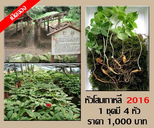 เปิดจองหัวโสมเกาหลีปี 2016  | ร้านไม้ชัยวิเศษ -  ปทุมธานี