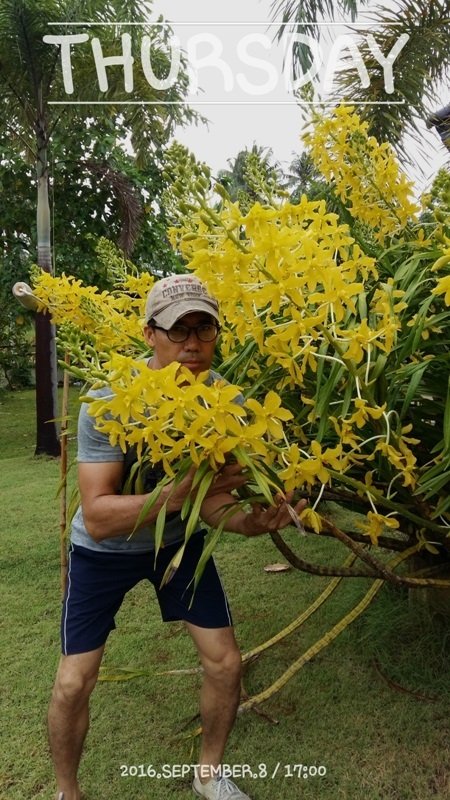 กล้วยไม้หางช้างดอกสีเหลือง | กล้วยไม้หางช้างเหลือง - ทับสะแก ประจวบคีรีขันธ์