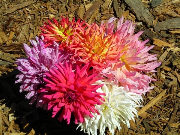 รักแรกแคคตัส คละสี Cactus Dhalia Mixed | ไม้ดอกออนไลน์ - บางใหญ่ นนทบุรี