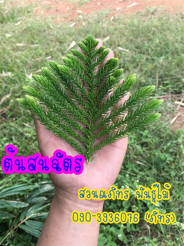 สนฉัตร | ณภัทร  พันธุ์ไม้ - องครักษ์ นครนายก