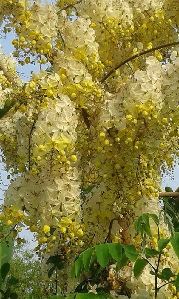 คูณขาว (ราชพฤกษ์ขาว) ดอกคูณขาว ต้นคูณ | บ้านสวนรัตนสุวรรณ์ - สอยดาว จันทบุรี