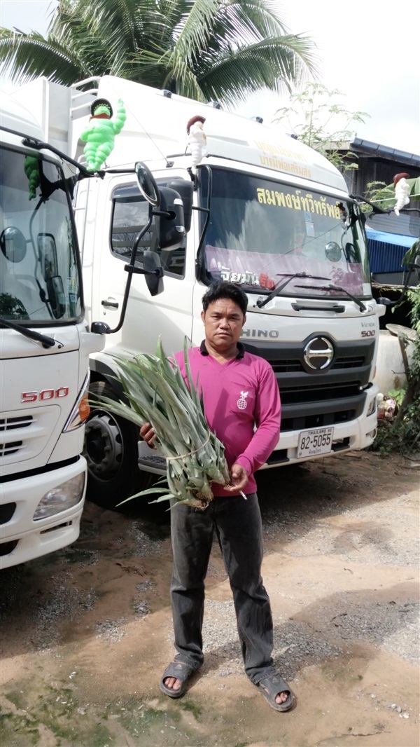 หน่อสับปะรดพิษณุโลก(บ้านแยง) | หน่อสับปะรดพิษณุโลก(บ้านแยง) - นครไทย พิษณุโลก