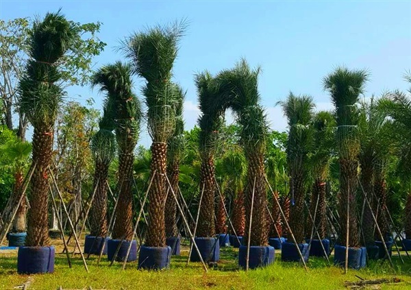ต้นอินทผาลัม | ลพบุรีไม้ล้อม/บ่อแก้วพันธุ์ไม้ - เมืองลพบุรี ลพบุรี