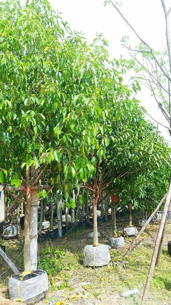 ต้นพิกุล | ลพบุรีไม้ล้อม/บ่อแก้วพันธุ์ไม้ - เมืองลพบุรี ลพบุรี