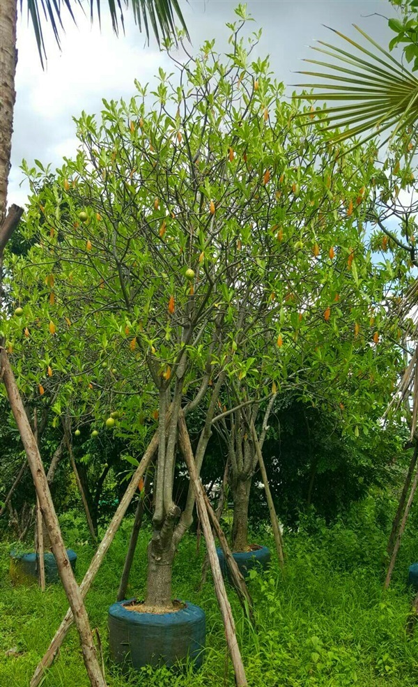 ต้นเป็ดน้ำ | ลพบุรีไม้ล้อม/บ่อแก้วพันธุ์ไม้ - เมืองลพบุรี ลพบุรี