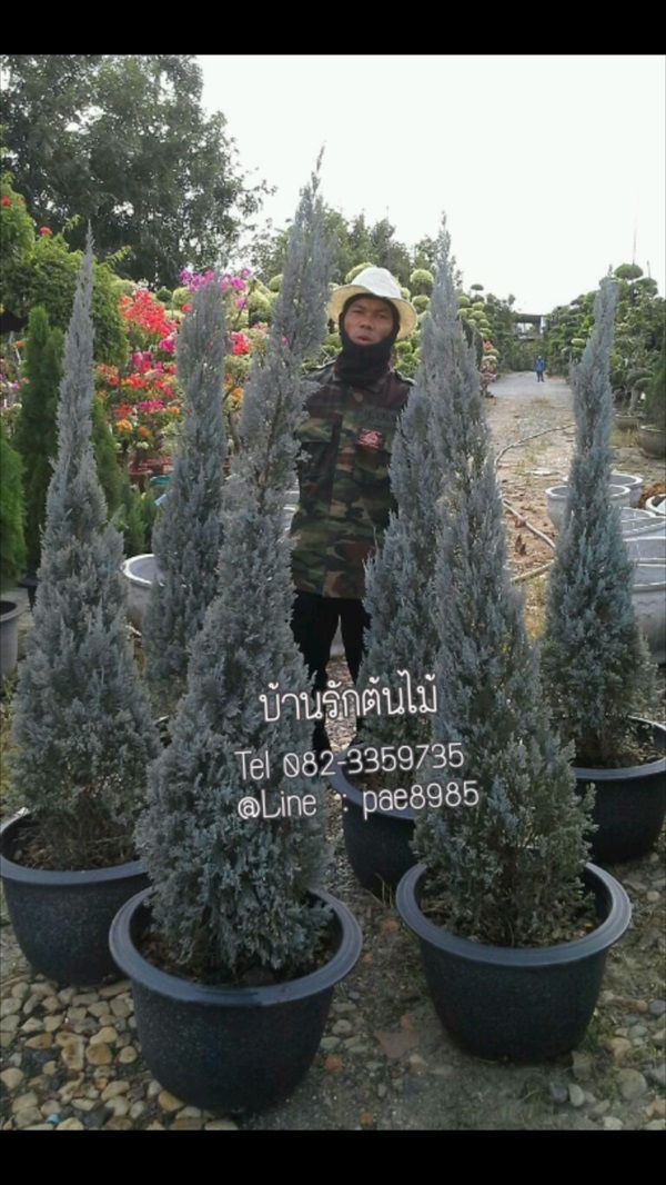 สนบลู | บ้านรักต้นไม้ - วัฒนา กรุงเทพมหานคร