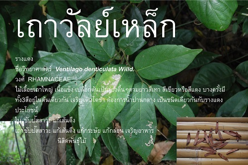 รางแดง | นิสิตพันธุ์ไม้ - ปากช่อง นครราชสีมา