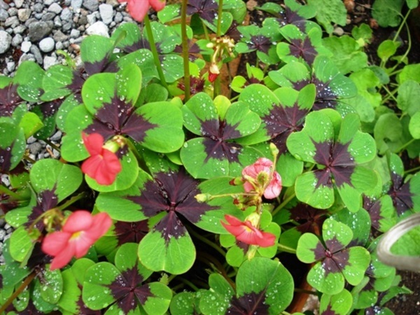 หัว ออกซาลิส ไอรอน ครอส  Oxalis Iron cross