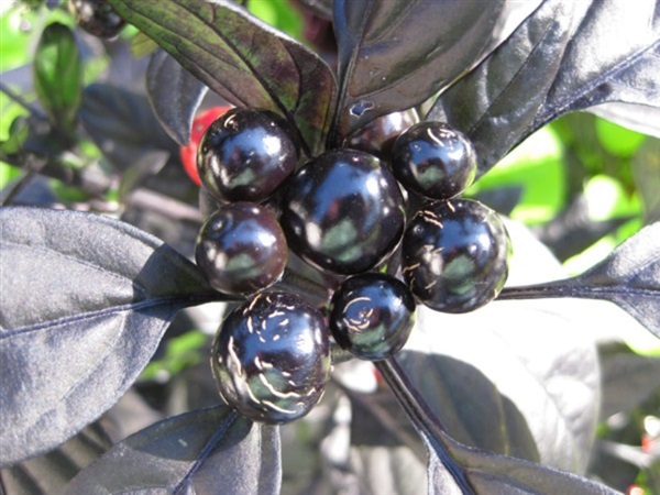 พริกไข่มุกดำ Black Pearl Ornamental Pepper 