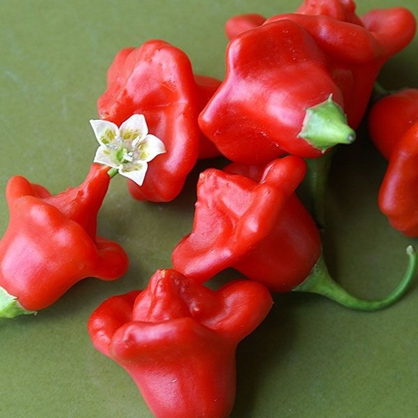 พริกจานบิน สีแดง Red Jamaican Pepper Chili | ไม้ดอกออนไลน์ - บางใหญ่ นนทบุรี