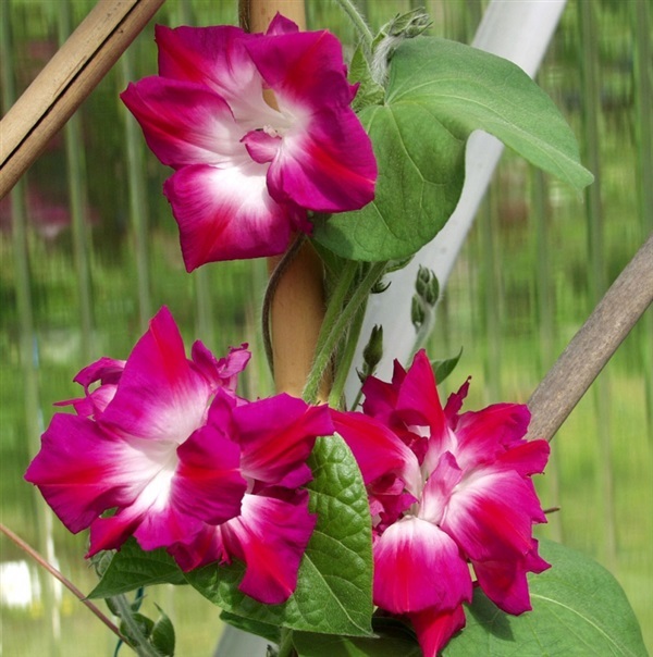 มอนิ่งกลอรี่ดอกซ้อนสีชมพู Double Ruffled Ipomoea