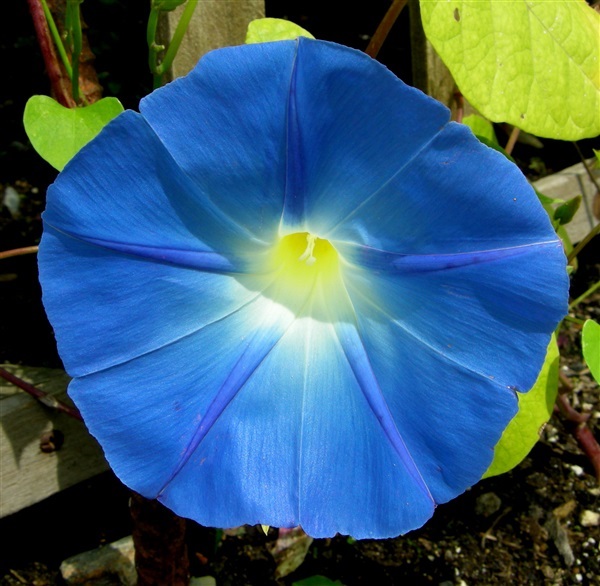 มอนิ่งกลอรี่ แฮพเว้นบลู HEAVENLY BLUE MORNING GLORY | ไม้ดอกออนไลน์ - บางใหญ่ นนทบุรี
