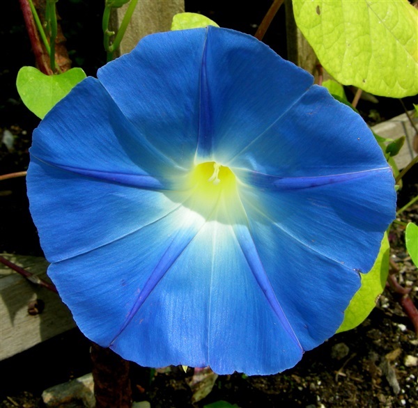 มอนิ่งกลอรี่ แฮพเว้นบลู HEAVENLY BLUE MORNING GLORY