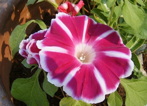 เจแปนนิส มอนิ่งกลอรี่ คละสี  JAPANESE MORNING GLORY | ไม้ดอกออนไลน์ - บางใหญ่ นนทบุรี