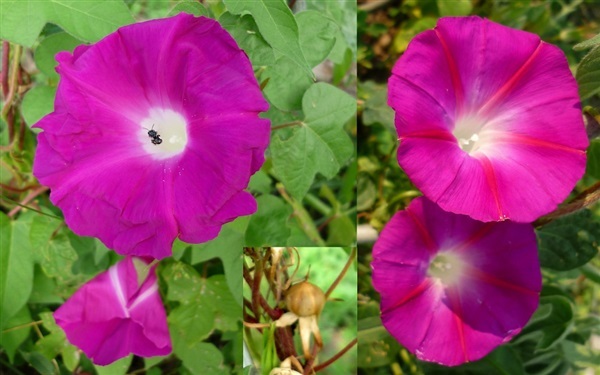 มอนิ่งกลอรี่ สกาแต โอ ฮาร่า Scarlet O’Hara Morning Glory | ไม้ดอกออนไลน์ - บางใหญ่ นนทบุรี