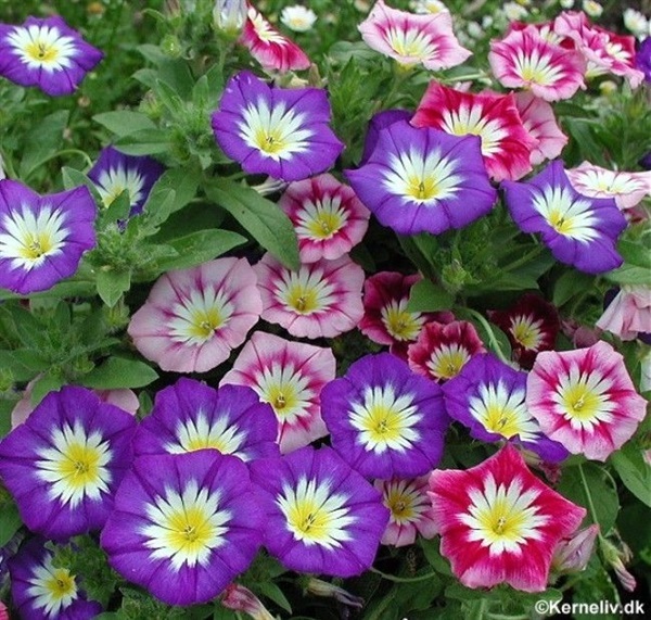 มอนิ่งกลอรี่แคระ คละสี Dwarf Morning Glory Ensign Mix  | ไม้ดอกออนไลน์ - บางใหญ่ นนทบุรี