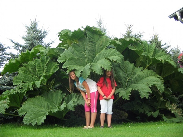 เมล็ดไจแอนท์ รูบาร์บ Gunnera manicata - Giant Rhubarb