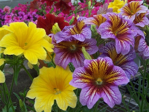 ดอกซาลพิกลอสสิส คละสี  Salpiglossis Mixed | ไม้ดอกออนไลน์ - บางใหญ่ นนทบุรี