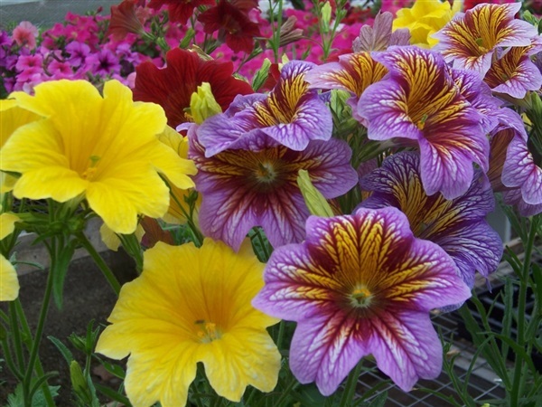 ดอกซาลพิกลอสสิส คละสี  Salpiglossis Mixed